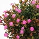 thumbnail image 5 of Bicicleta de flores artificiales en macetas Bicicletas de flores artificiales Decoración de bonsai falso decoración de bonsai, 5 of 5