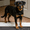 Rottweiler, variant on PABUBE Outdoor Doormat, French Bulldog Welcome Mat, Heavy Duty Durable Doormat Outdoor Entrance, Non-Slip Dirt & Mud Trapper Outdoor Mat for Front Doors