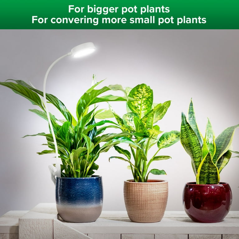 calla lily plants for sale Zantedeschia aethiopica --African Gold Calla Lily--