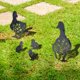 thumbnail image 4 of Decorative Garden Statue Ornament 5 Pack Black Duck Silhouette Stake For Yard, 4 of 5