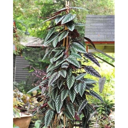 RedCrocus Cissus Discolor - Trellis Rex Begonia Vine Indoor & Outdoor Climbing Plant 8" Pot
