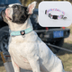 thumbnail image 3 of Collar de perro de lujo - adecuado para perros pequeños y medianos MFZFUKR CPB-US-YY396-4, 3 of 5
