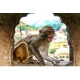 thumbnail image 2 of Sienda, Jolly 18x13 White Modern Wood Framed Museum Art Print Titled - Jaipur-India-Monkey Temple-laughing Macaque, 2 of 4