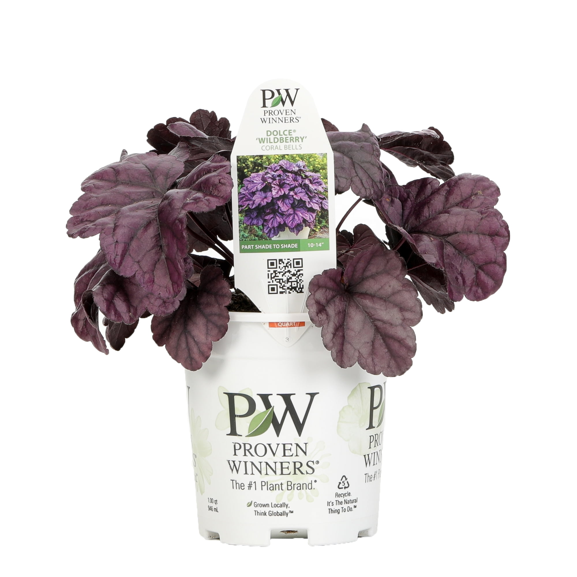 4.5 in.Qt. Dolce Wildberry Coral Bells (Heuchera) Live Plant, White Flowers and Purple Foliage