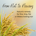 thumbnail image 5 of Peter Lamas Ultra Volumizing Shampoo with Rice Protein, 9 OZ, 5 of 7