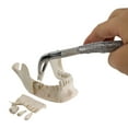 thumbnail image 2 of Wellden Medical Anatomical Lower Jaw with Extractable Teeth Model, 2 of 3