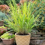 Bonnie Plants Lemongrass 2.32 qt.