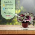 thumbnail image 3 of Harmony's Ghost Whisperer, Begonia Rex, 4 inch Painted-Leaf Winter Begonia, Variegated, 3 of 9