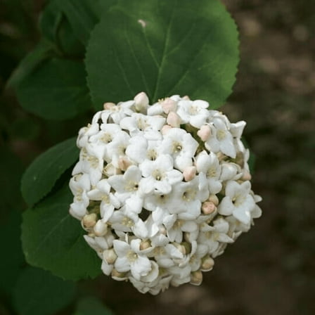 Juddi Viburnum Plant Live, Live Viburnum Spring for Outdoor Garden, 6'' Tall in Pot