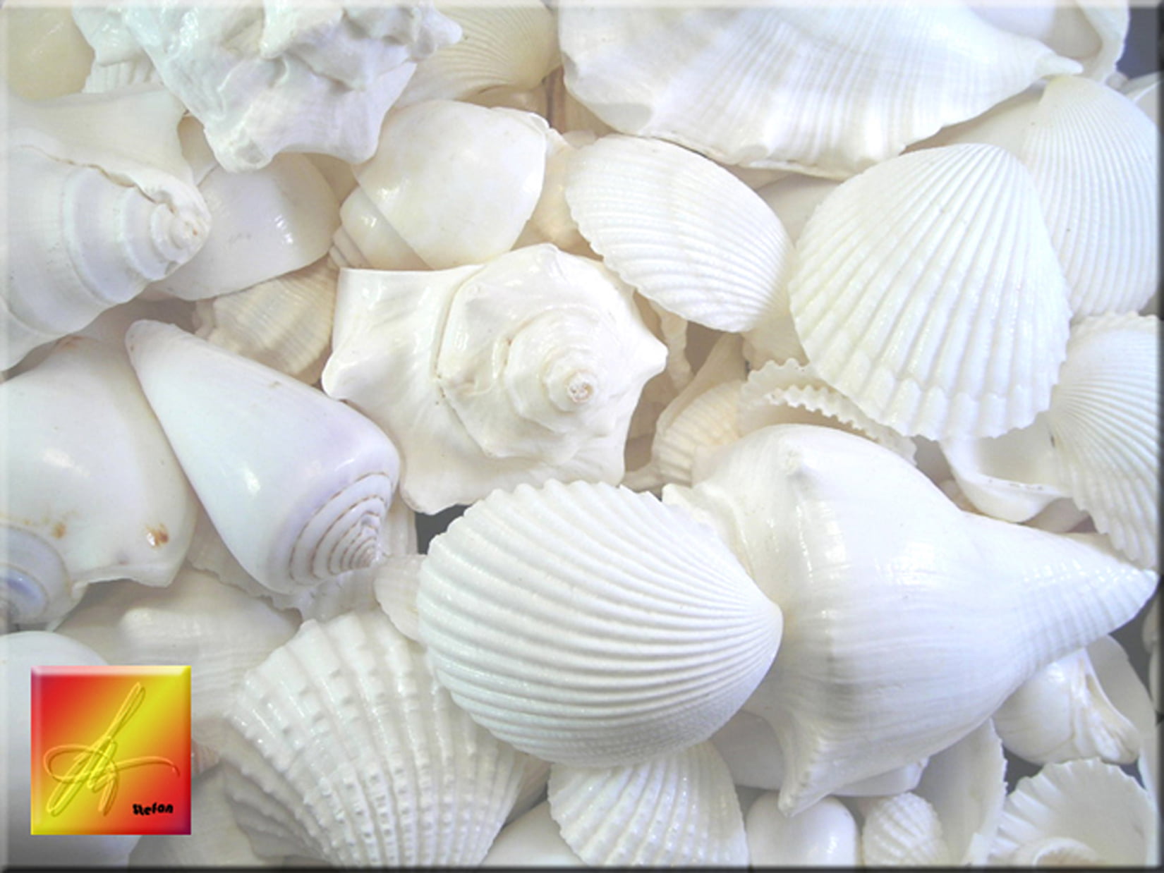 5 lbs Large White Wedding Shell Mix Seashells Beach Cottage Decor Nautical BULK. 