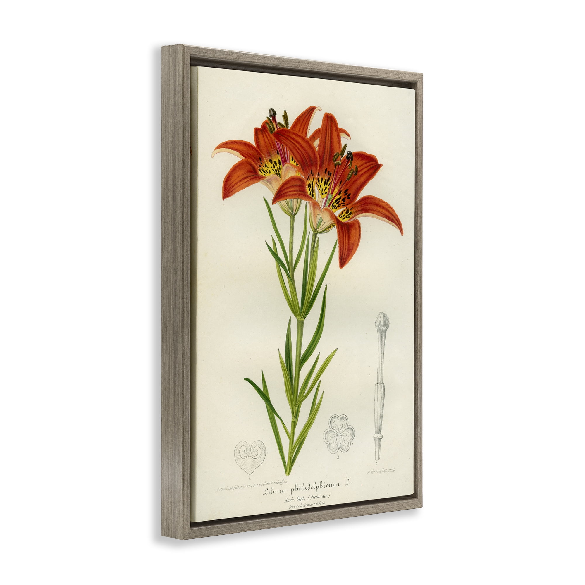 Stupell Industries Western Red Lily Brown Framed Floater Canvas Wall Art, design by Print Collection