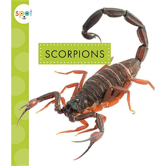 Spot Creepy Crawlies: Scorpions (Paperback)
