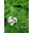 thumbnail image 3 of Bonnie Plants Citronella Mosquito Plant, Live Plant, 19.3 oz., 3 of 5