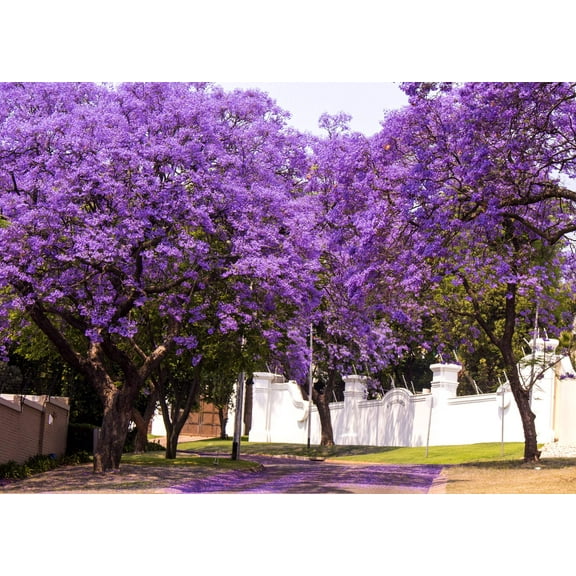 25 BLUE JACARANDA TREE ( Fern Tree / Brazilian Rose Wood / Green Ebony ) Jacaranda Mimosifolia Seeds