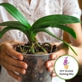thumbnail image 3 of Premium Orchid Bark 4qt. | Pine Mix for Epiphytic Plants | Base for Orchid Potting Soil, 3 of 5