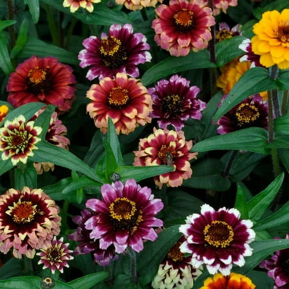 Compact Zinnia Haageana Aztec Sunset Flower Seeds - 100 Seeds