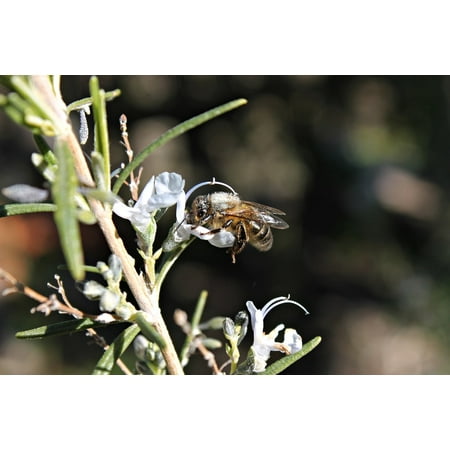 LAMINATED POSTER Macro Rosemary Honey Flowering Flowers Nature Bee Poster Print 24 x