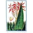 thumbnail image 3 of Bonelli, Giorgio 17x24 Black Modern Framed Museum Art Print Titled - Aloe Africana, 3 of 5
