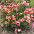 thumbnail image 2 of Van Zyverden Roses Tequila Supreme® 1 Plant Root Stock Multicolor Partial Sun Perennial Fragrant 3 lbs, 2 of 6