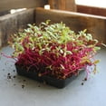 thumbnail image 3 of Organic Detroit Dark Red Beet Garden Seeds - 4 Oz - Non-GMO, Heirloom Seed for Growing Microgreens, Vegetable Gardening, 3 of 3