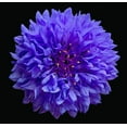 thumbnail image 2 of Reynolds, Richard 12x12 White Modern Wood Framed Museum Art Print Titled - Cornflower, 2 of 4