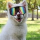 thumbnail image 1 of unbranded Gafas Para Perro Multicolor Con Protección Solar Y A De Viento Para Raza, 1 of 6