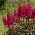 thumbnail image 2 of Van Zyverden Astilbe Mighty Chocolate Cherry, 3 Plant Roots, Red, Partial Shade, Perennial, Fragrant, 1lb, 2 of 9