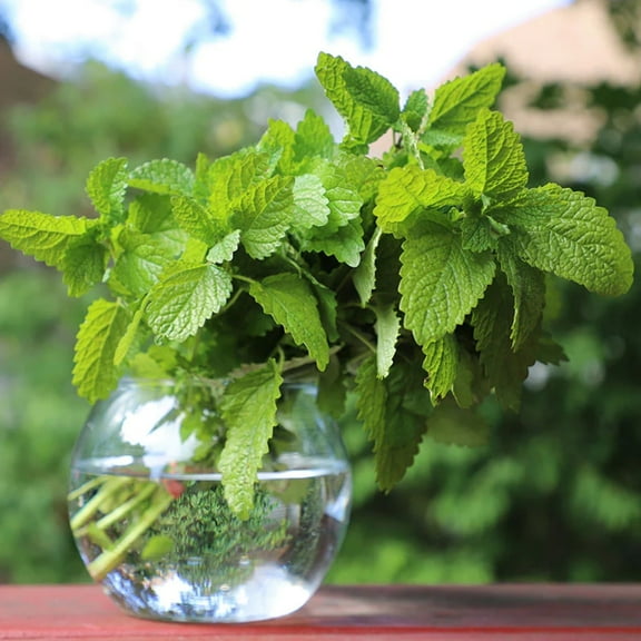 Lemon Seeds - Balm Alis Organic Variety Lemon Seeds - Non-GMO - 50 Seeds