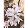 thumbnail image 5 of Expert Gardener 2.25 gal Magnolia Leonard Messel Live Trees, 5 of 9
