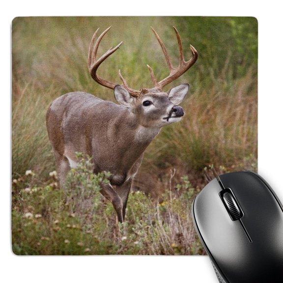 3dRose, White-tailed deer, grassland, Texas - US44 LDI0372 - Larry Ditto, MousePad
