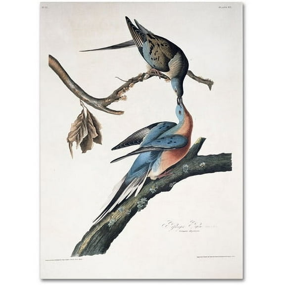 Trademark Fine Art "Passenger Pigeon" Canvas Art by John James Audubon