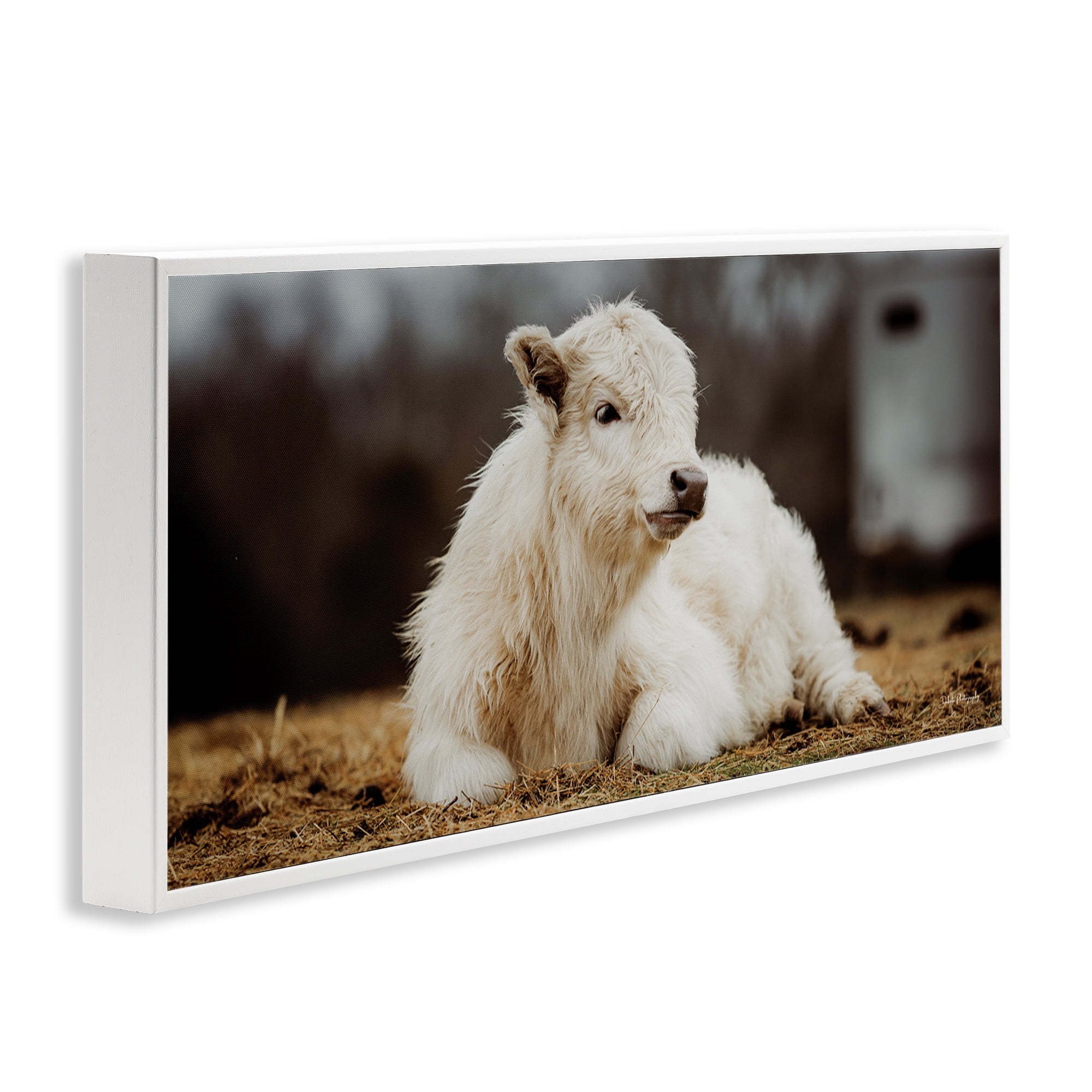 Stupell Industries Baby White Cattle Animals & Insects Photography White Framed Art Print Wall Art, 30 x 13