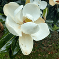 thumbnail image 4 of Sweetbay Magnolia Tree, Magnolia Tree Live Plant, 4'' Inches Quart Pot, Outdoor Landscape, 4 of 5