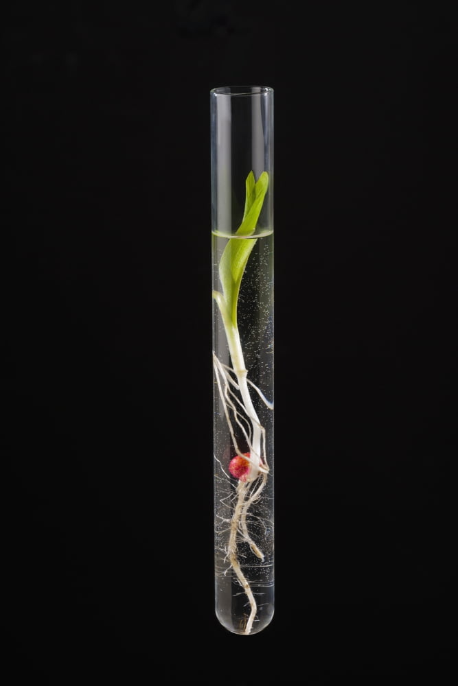 A corn seedling in a test tube on black background Iowa United States of America Canvas Art - Scott Sinklier Design Pics (12 x 19)