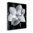 thumbnail image 1 of 25" x 25" Magnolia By Debra Van Swearingen - Print on Canvas Fabric Multi-Color, 1 of 2