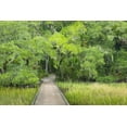 thumbnail image 2 of Paulson, Don 32x23 Black Ornate Wood Framed with Double Matting Museum Art Print Titled - SC, Edisto Beach SP Boardwalk over swamp, 2 of 4