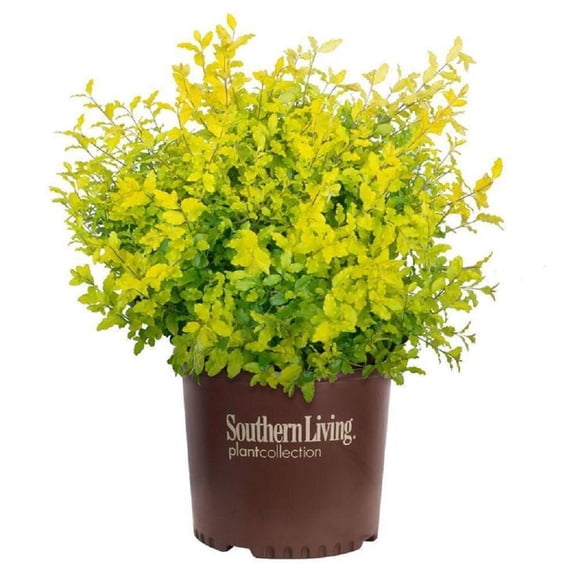 Southern Living Sunshine Ligustrum Golden Privet Shrub in 3-Gallon Pot