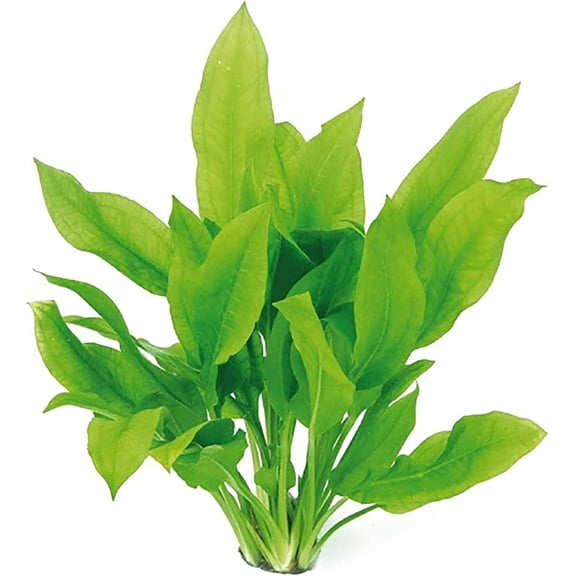 Amazon Sword Echinodorus Bleheri Small Live Aquarium Plants BUY2 GET1 FREE