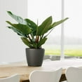 thumbnail image 5 of Lechuza Classico Premium Self-Watering Round Planter, 5 of 9