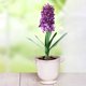 thumbnail image 1 of Teissuly Hyacinth Artificial Flower, Fake Flowers Real Touch Decor with Corm Bouquet Leaves for Home Garden Outdoor Decoration Teissuly WER202310163454, 1 of 4