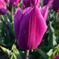 thumbnail image 2 of Blue Beauty Triumph Tulip Flower Bulbs - 6 Bulbs per Pack - Good as Cut Flowers - Good For Indoor Forcing - Easy to Grow Live Plants - Outdoor Garden, 2 of 5