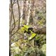 thumbnail image 3 of Tijeras de Jardín Ryobi RY18SCA-0 Inalámbricas 18V Corte de 25 mm, 3 of 9
