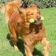 thumbnail image 1 of Perrísimo Hueso De Juguete De Hule Resistente Para Perros Color Verde, 1 of 3