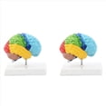thumbnail image 1 of 2X Hemisferio Derecho del Cerebro Modelo de Cuerpo Humano Educación Modelo de Cerebro 1:1 para Estudiantes Enseñanza Estudio Modelo de Ensamblaje, 1 of 7
