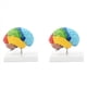 thumbnail image 1 of 2X Hemisferio Derecho del Cerebro Modelo de Cuerpo Humano Educación Modelo de Cerebro 1:1 para Estudiantes Enseñanza Estudio Modelo de Ensamblaje, 1 of 5