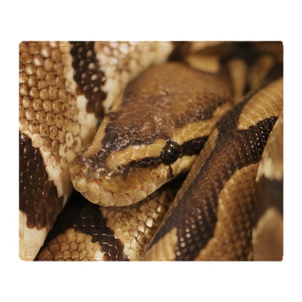 CafePress Ball Python Soft Fleece Throw Blanket, 50"x60" Stadium