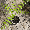 thumbnail image 3 of 2 Purple Wisteria Tree Plant Live, Live Wisteria Tree 6'' Tall in Pot, Planting Growing Outdoor, 3 of 5
