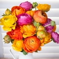 thumbnail image 6 of Colorful Double Blooming Buttercup Flowers - 15 Bulbs - Red, Yellow, Orange, Pink, White Ranunculus- Attracts Butterflies, Bees & Hummingbirds-Spring Garden Perennial, 6 of 6