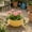 Yellow, variant on Shallow Succulent Plant Pots, Shallow Planter with Tray and Drainage Holes, Decorative Plastic Planters for Indoor and Outdoor Gardening, Succulent pots for Succulents Cactus and Herbs