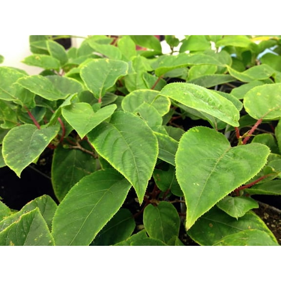 Fairchild Hardy Male Kiwi Plant - Actinidia arguta - 2.5" Pot